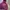 Hoodie Burgundy Nice Ghost Club 