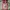 efek distorsi nux high gain photo 1