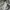 POLO SHIRT TIMBERLAND GREY STRIPE photo 7