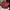 Casual Hobo bag Wanita burgundy red photo 8