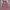 Rok Panjang Pink long midi pink skirt plisket hijab friendly photo 1