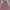 Rok Panjang Pink Long Midi Pink Skirt Plisket Hijab Friendly