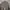 Khaki Cargo Shorts 