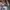 JanSport Streetwear Sportswear Backpack Wanita multicolor photo 2