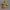 Sepatu Timberland 10061 Icon 6" Boot Wheat Leather photo 4