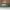 YSL hobo bag dark green photo 3
