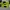 Adidas Neo 'Black Green'  photo 5
