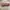 NEW PINKBERRY Lip Gelato 4.2ml - Long Lasting Moisturizing L