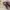 NEW PINKBERRY Lip Gelato 4.2ml - Long Lasting Moisturizing L photo 4