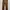 Longpant Dickies Brown photo 2