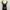 SSOROSATE Black Floral Sheer Lace Tanktop Bra photo 5