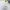 POLO SHIRT NIKE GOLF WHITE photo 3