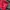 Dickies Originals Red Windproof Outdoor Jacket photo 8