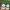 Adidas Streetwear Sneakers Pria green photo 6