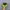 Asics Novablast 4 Black Volt photo 4