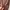 True Religion Vintage Suit Kids brown photo 6
