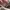 adidas superstar photo 6