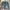 Rok Levis