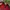 topi vintage nfl redskin photo 7