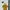 MNG One Piece Suit Trona - Mustard