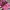 Sandal Pink Payless