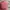 Huf script snapback salmon topi cap hat original 100% photo 8
