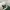 MLB OAKLAND ATHLETICS