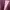 Vintage Blazer Wanita burgundy pink photo 4