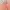 Celana Pendek Hot Pants Beans West photo 2