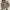 Taniz Army Jacket photo 2