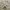 Military Cargo Pants Cream