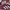 Adidas Gorpcore Indie Sneakers Wanita white red photo 2