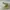 Converse Casual Sneakers Pria green photo 2