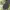 Converse Casual Sneakers Pria green photo 4