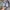 VANS SK8 LOW CONTRAS  photo 6