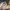 Nike AJ 1 Low Sail White Oil  photo 2