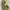 Michael Kors Grayson Satchel Large Canvas Signature photo 6
