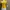 Kaos Crop Top Warna Kuning Biru photo 2