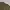 Longsleeve carhartt spellout olive green photo 3
