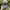 Genuine Dickies Workwear Cap photo 3