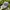 Genuine Dickies Workwear Cap