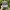 Genuine Dickies Workwear Cap photo 1