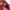 Adidas Spezial Scarlet White photo 5