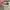 Vans Authentic  photo 5