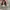Vans Authentic  photo 4
