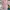 atasan lengan balon pink nerawang (-)apa adanya photo 7