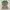 top fullprint lace ruffle green fairy farm cute vintage rare photo 1
