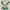 Top Sailor Green Fullprint Floral Coquette Vintgae Fairy Rar