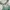 Top Sailor Green Fullprint Floral Coquette Vintgae Fairy Rar