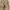 Loewe Cotton High Waist Cargo Pants Women photo 2